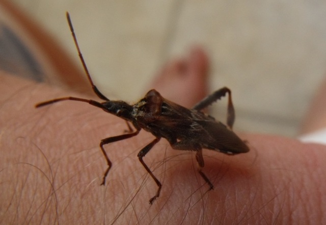 Coreidae: Leptoglossus occidentalis a Grosseto